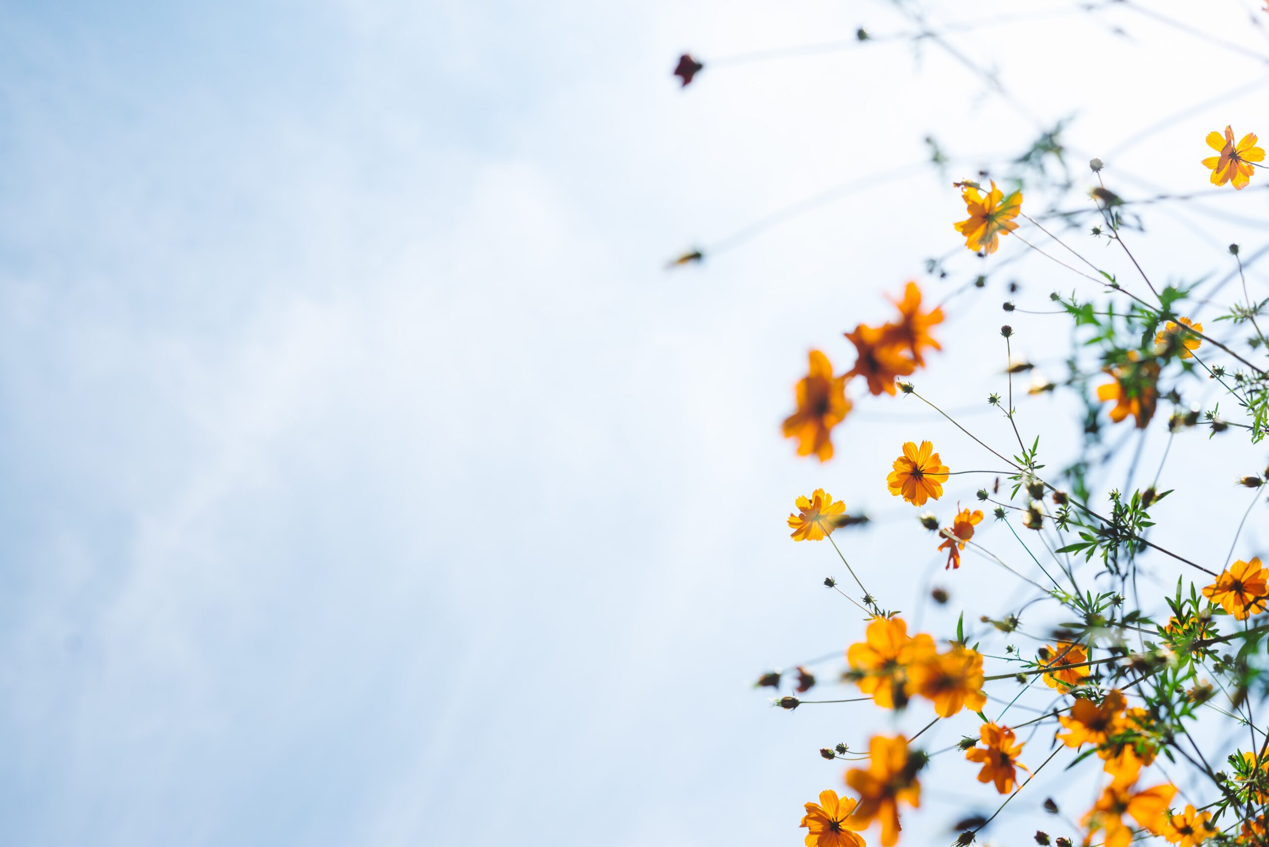 Flower background with sunlight scaled