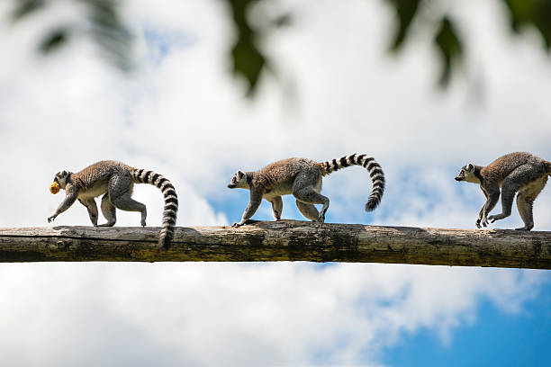 Lemur running in a row