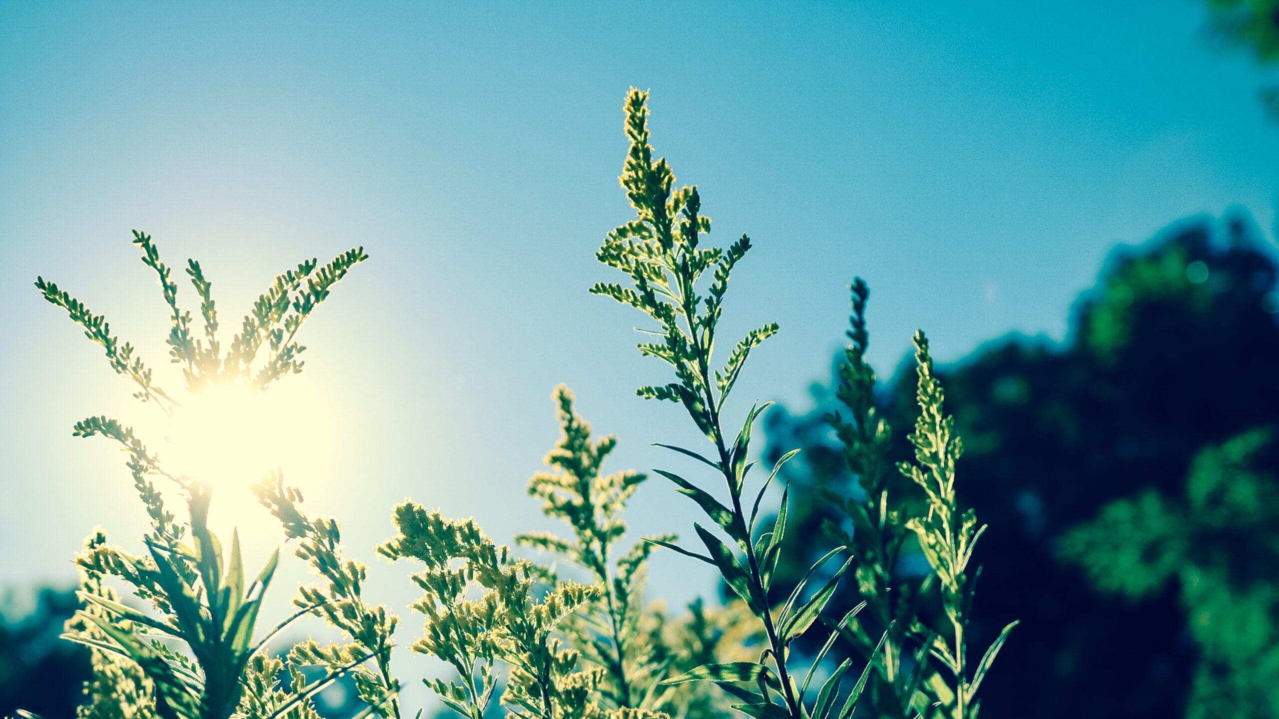 Plant in the park scaled