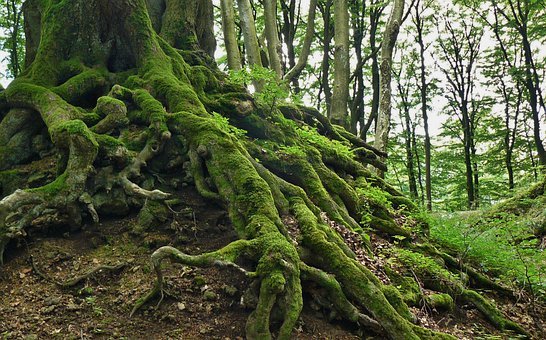 Tall mossy green tree with tick roots