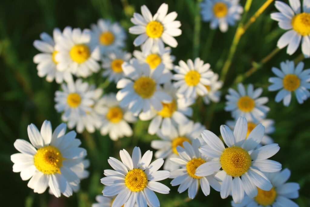 Chamomile flowers in bloom