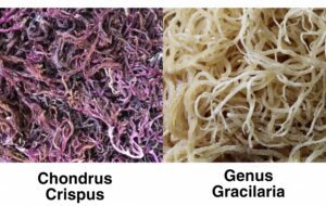 Chondrus crispus vs genus garcilaria