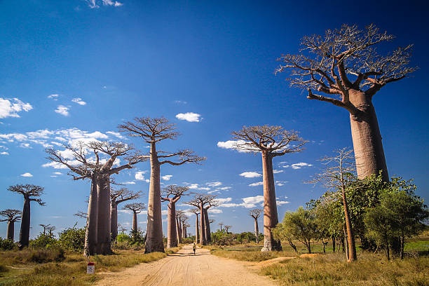 Tall native madagascar trees