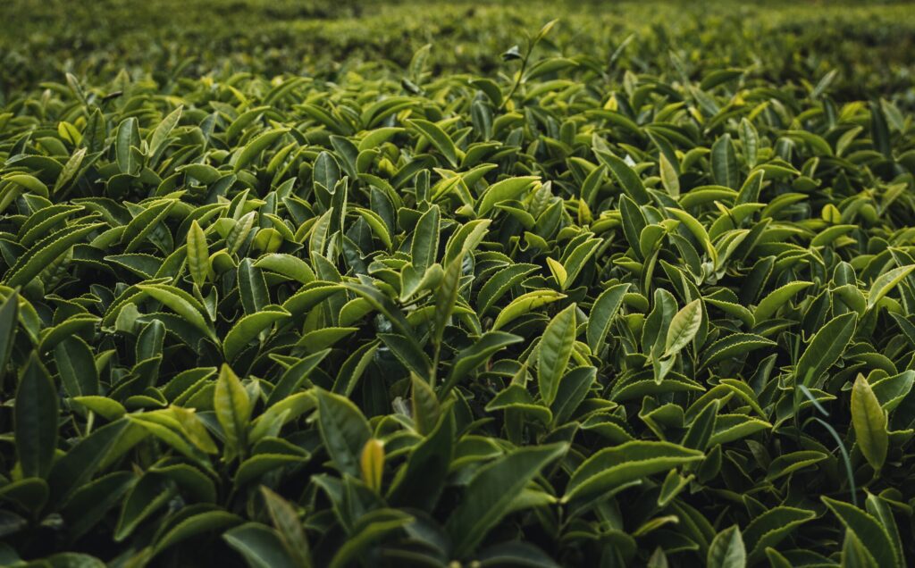 Herbal tea green tea leaves