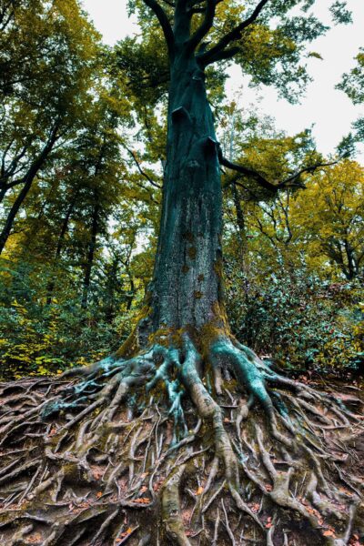Large strong tree with deep roots