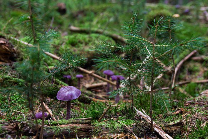 Purple mushrooms growing in forest