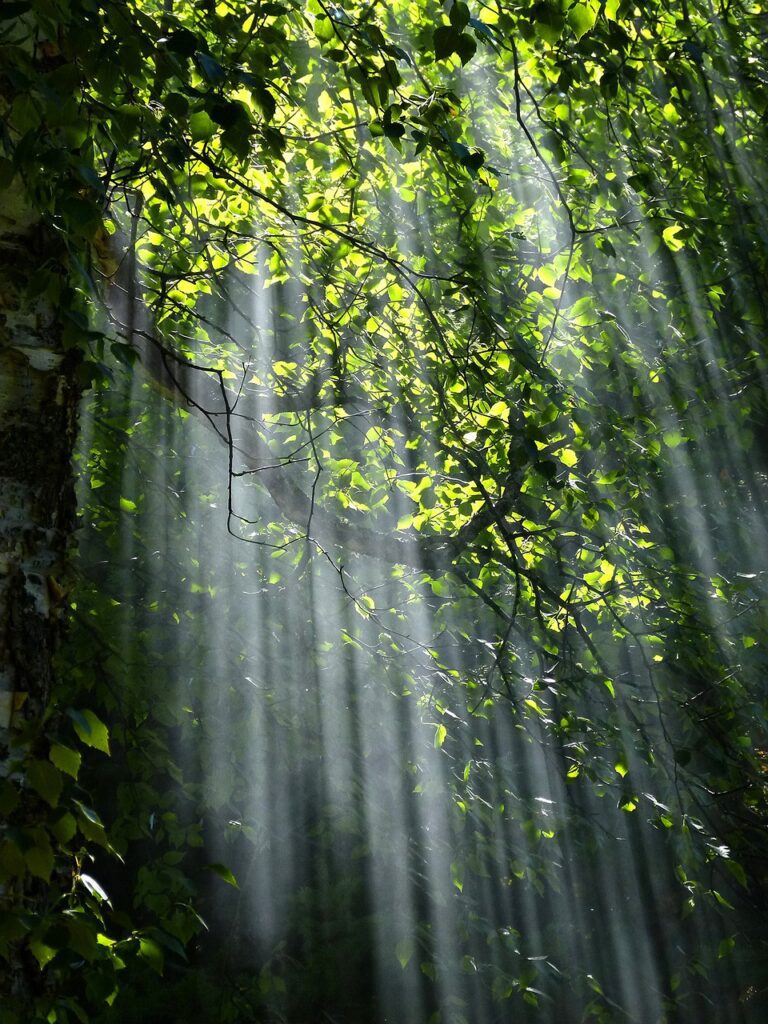 Greenery with sunlight in trees
