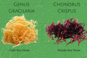 Sea moss gold verse purple