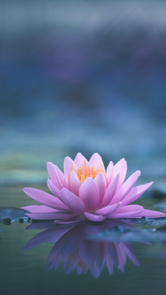 Meditation flower lotus