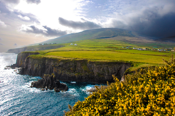 Ireland coast harvesting for sea moss