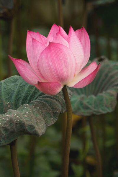 pink lotus flower bloom