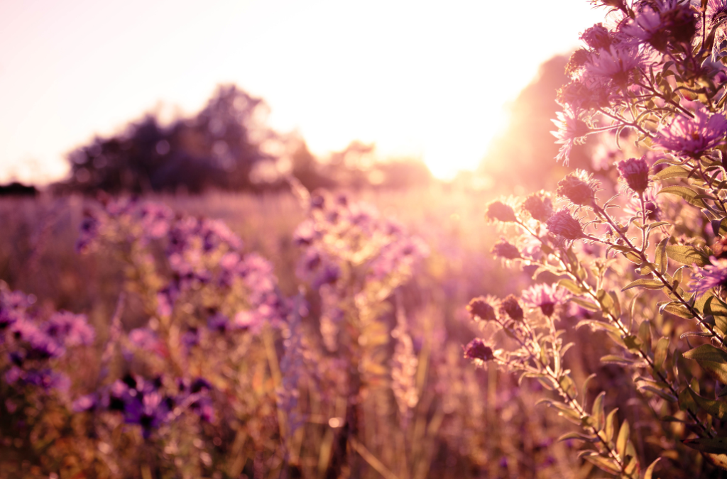 Purple flowers in sunrise morning morning self love affirmations
