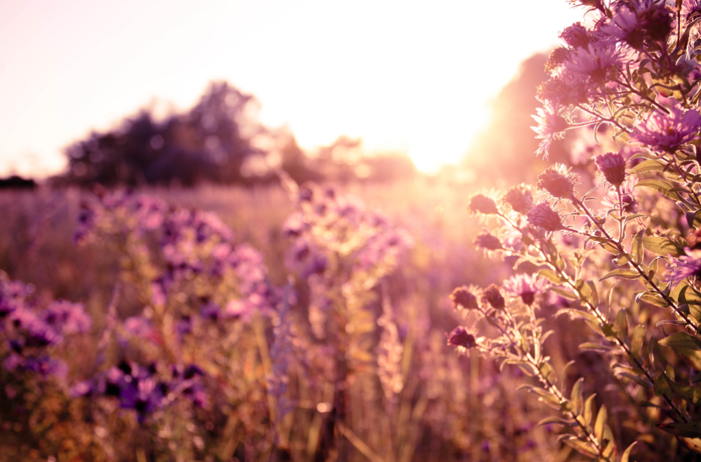 purple flowers in sunrise morning Morning Self Love Affirmations