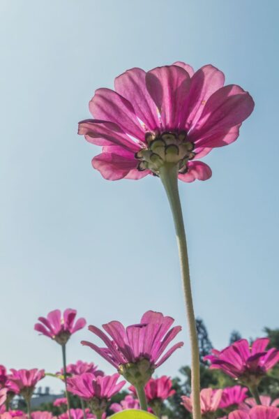 tall pink flower bloom in fields