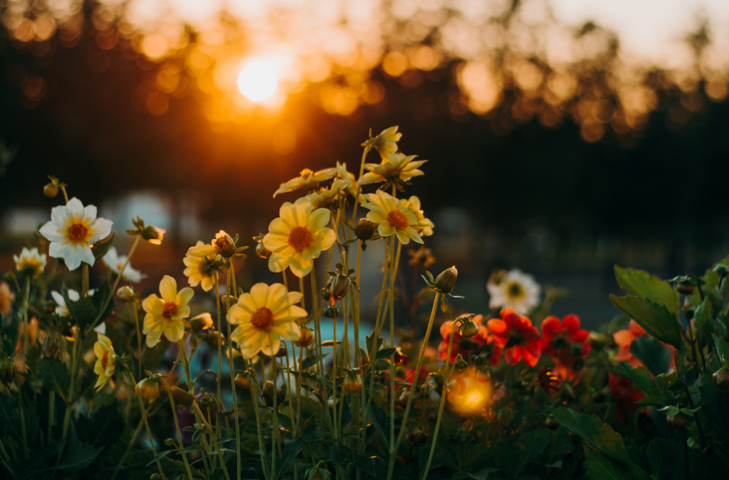 Yellow flowers in sunrise meditation