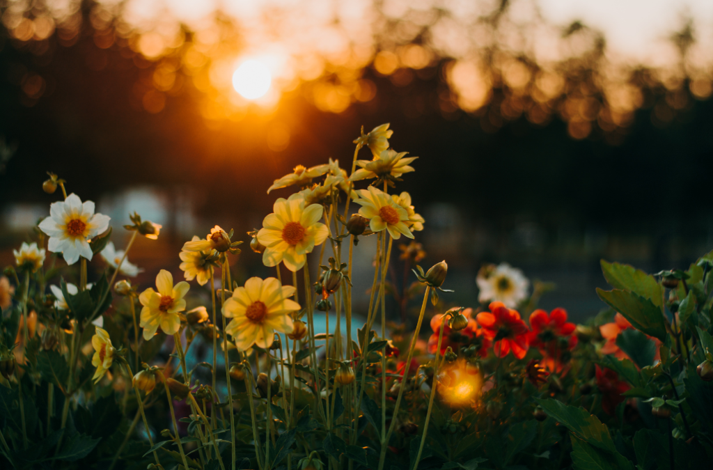 yellow flowers in sunrise meditation Morning Self Love Affirmations