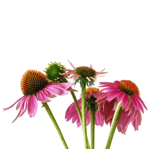 Echinacea