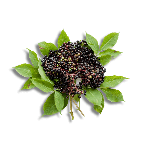 Elderberry