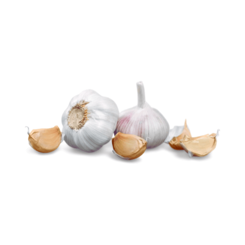 Garlic