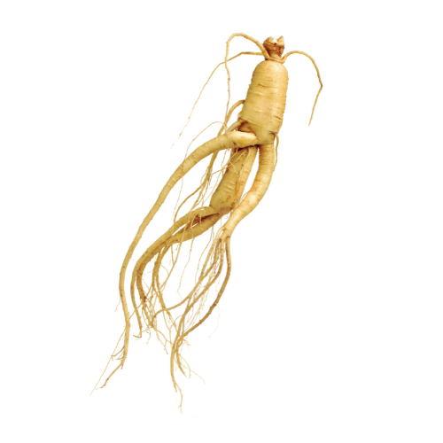 Ginseng