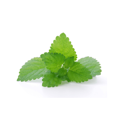 Lemon balm