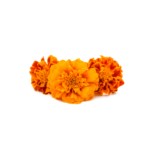 Marigold