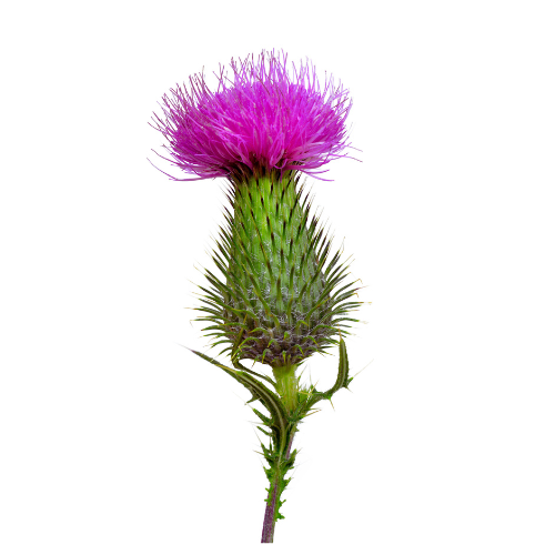 Milk thistle