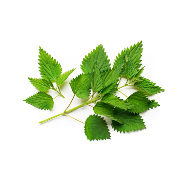 Nature'S Remedies: Hidden Medicinal Magic Of Healing Herbs And Plants 36 Nettle