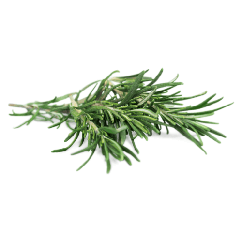 Rosemary 1