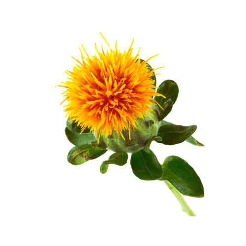 Safflower