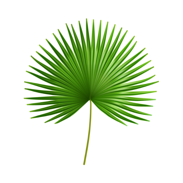 Nature'S Remedies: Hidden Medicinal Magic Of Healing Herbs And Plants 46 Saw palmetto
