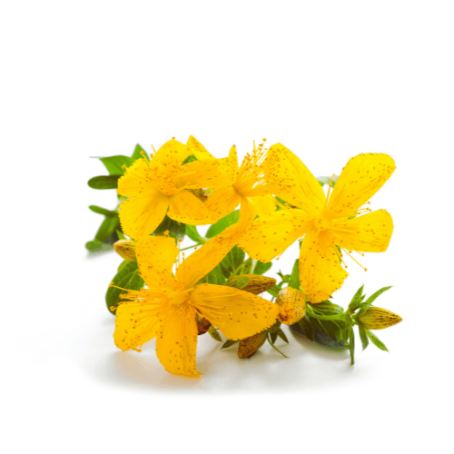 St johns wort