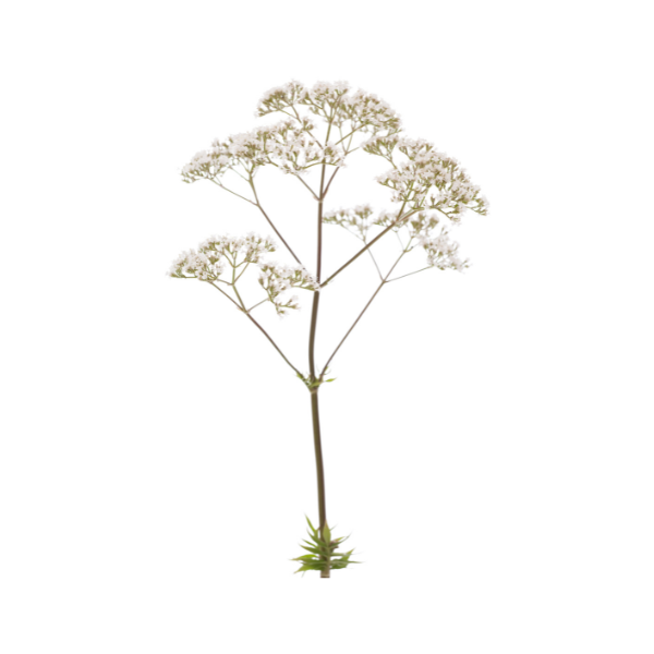 Nature'S Remedies: Hidden Medicinal Magic Of Healing Herbs And Plants 53 Valerian