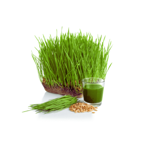 Wheatgrass