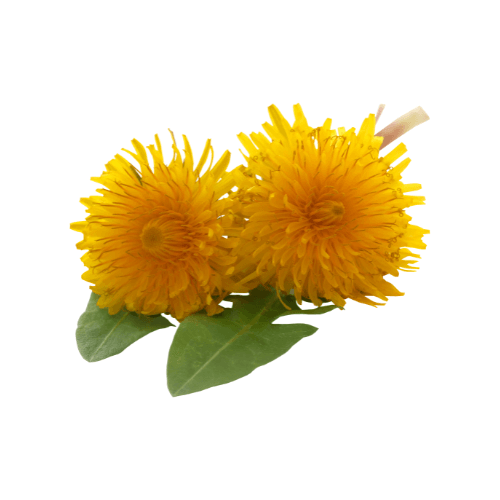 Dandelions