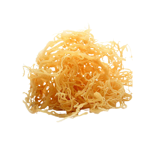 Nature'S Remedies: Hidden Medicinal Magic Of Healing Herbs And Plants 47 Sea moss