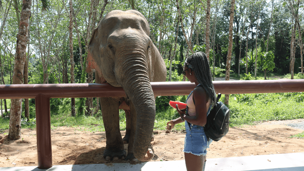 Cesselie Feeding Elephants