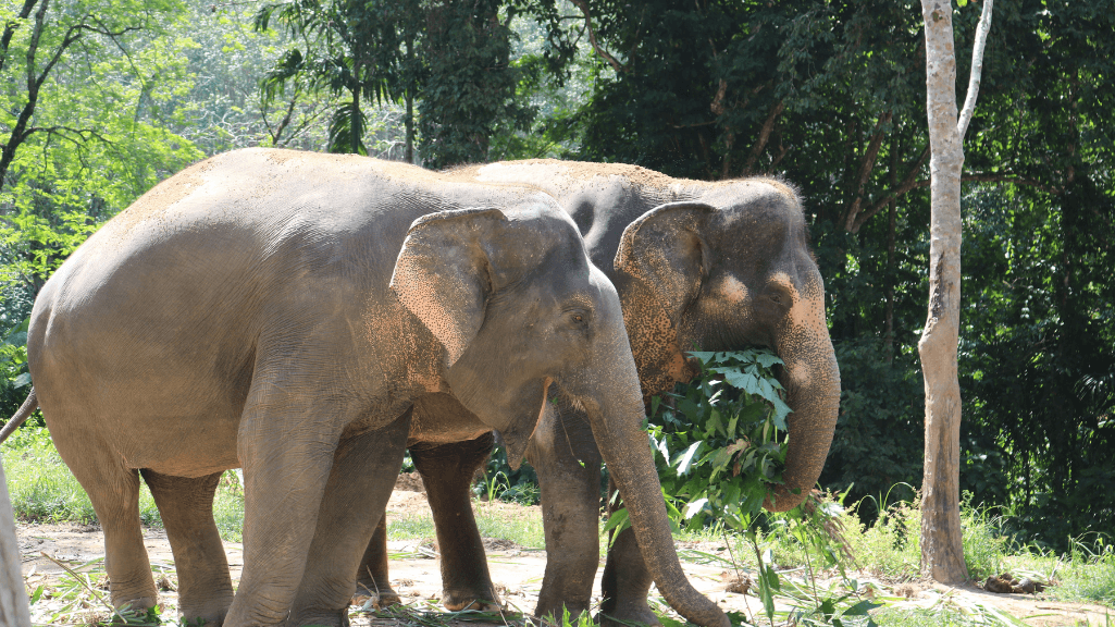 Elephant Sister Phucket Sanctuary