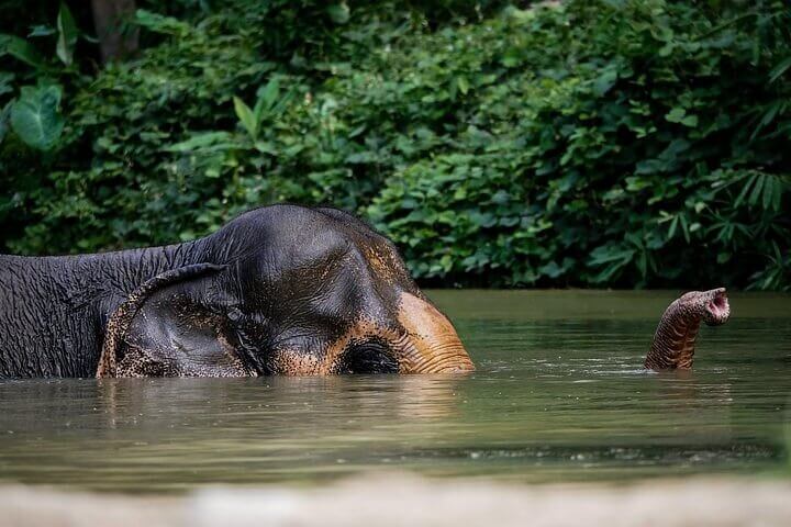 Elephant in Water