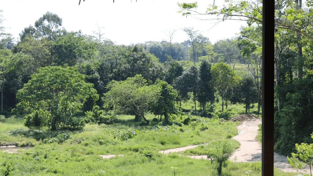 Phucket Elephant Sanctuary