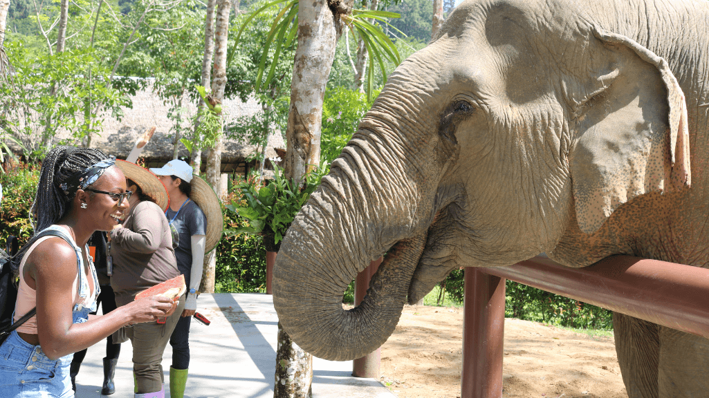 Should you visit Phuket Elephant Sanctuary