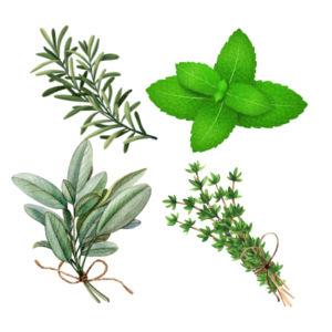 Herbal quiz 2