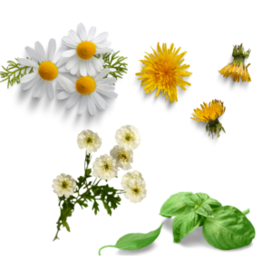 Herbal quiz 3