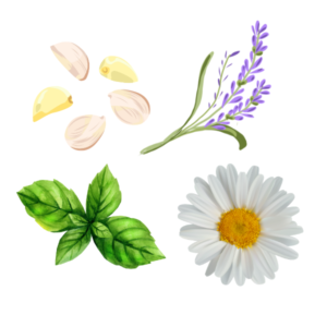 Herbal quiz